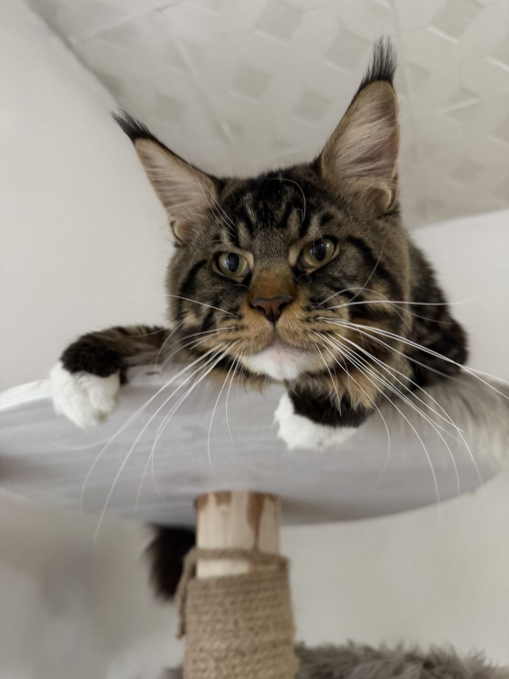 Clark Garfield’s Baby
