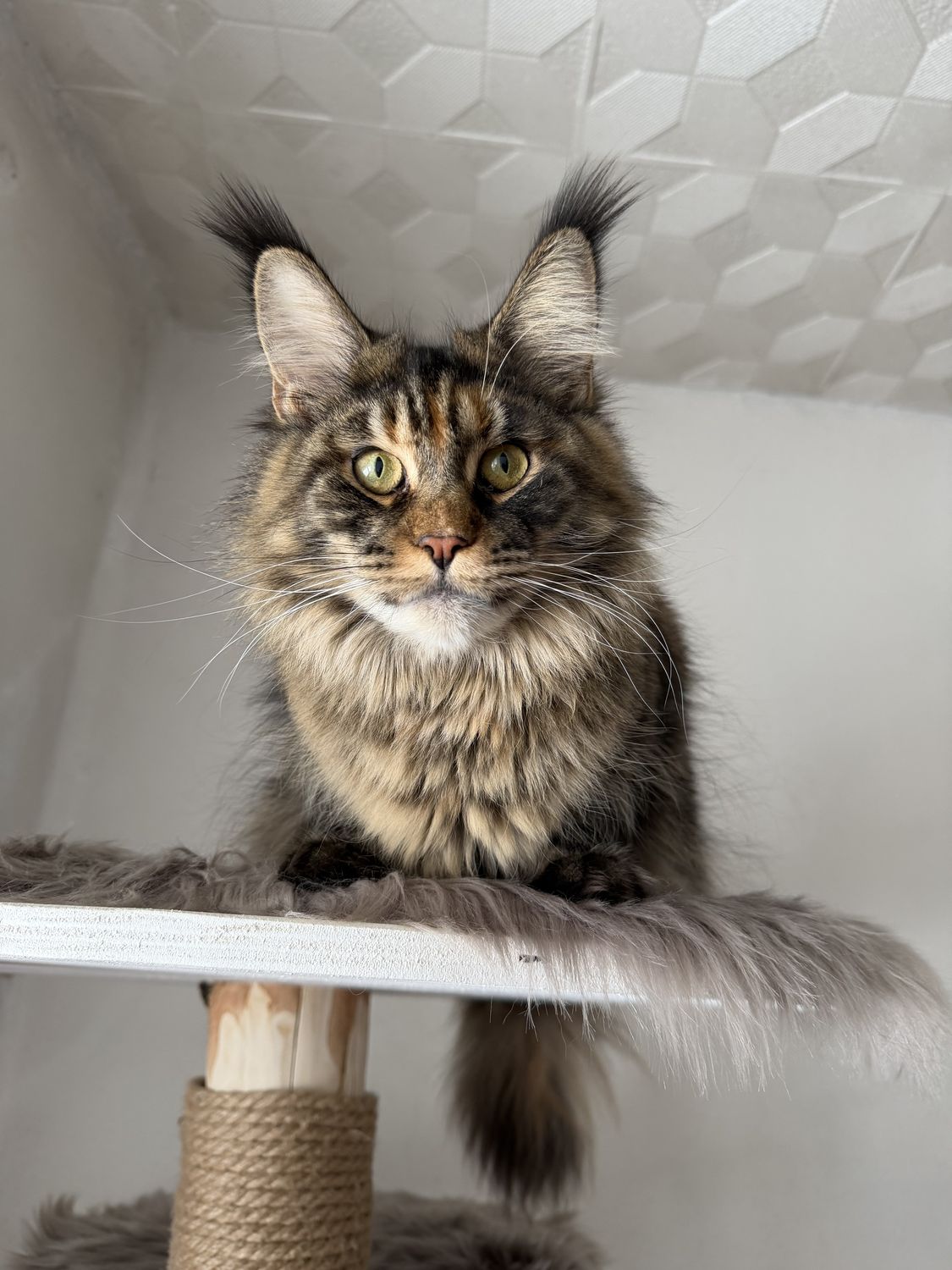 Mainská mývalí kočka – CHS Feline Goddes