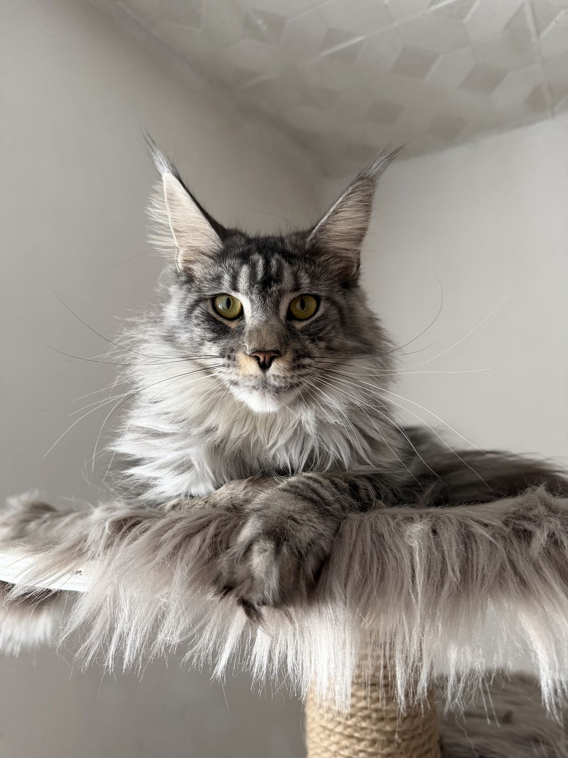 Mainská mývalí kočka – CHS Feline Goddes