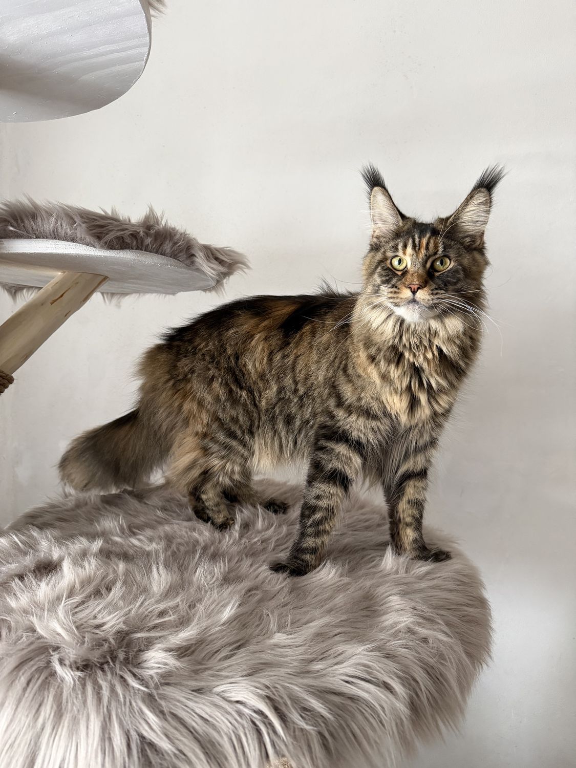 Mainská mývalí kočka – CHS Feline Goddes