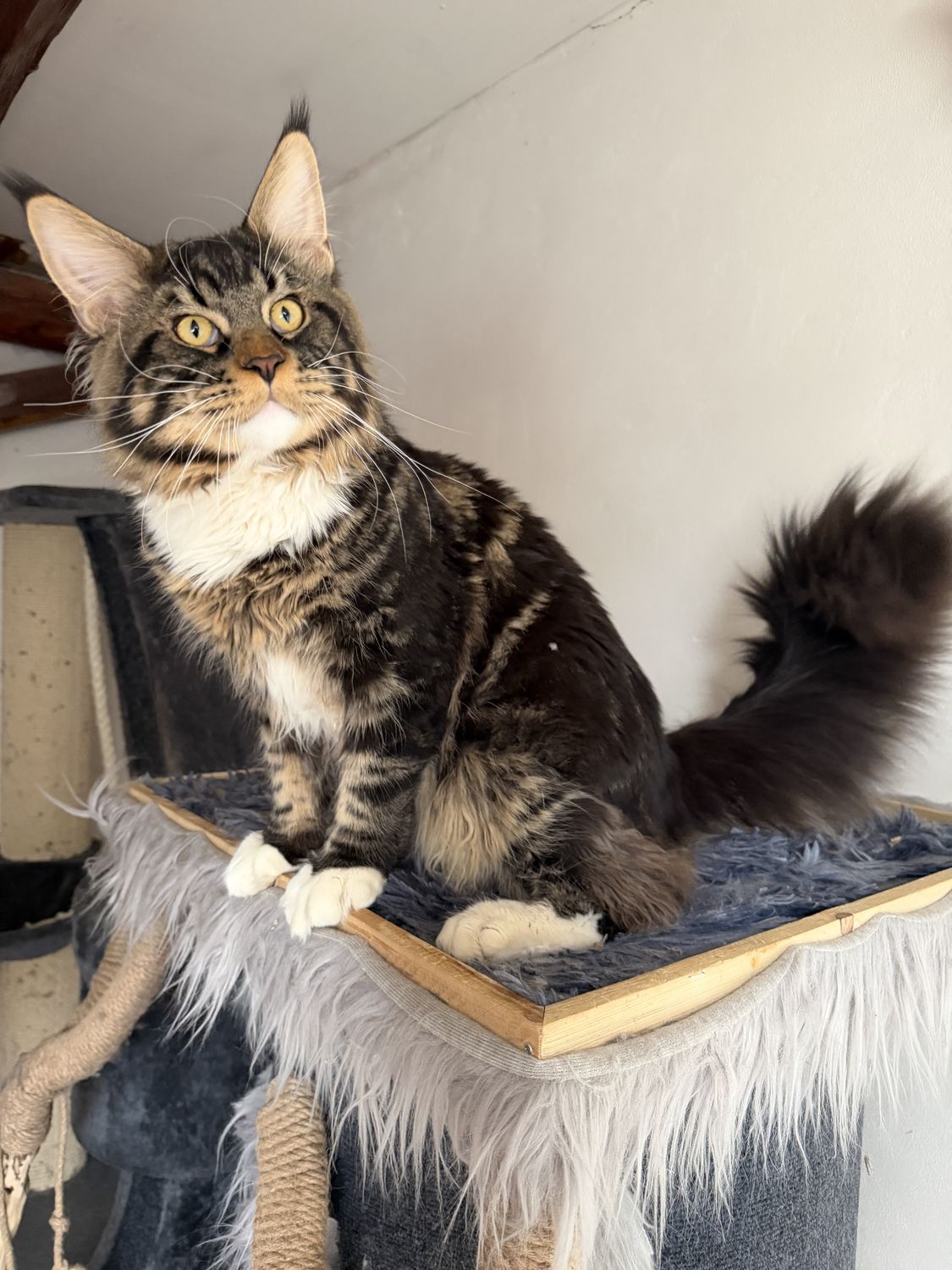 Mainská mývalí kočka – CHS Feline Goddes