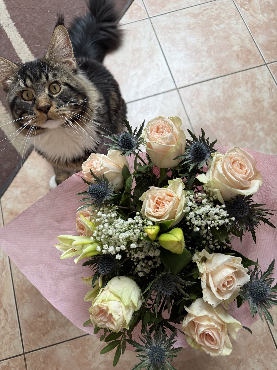 Mainská mývalí kočka – CHS Feline Goddes