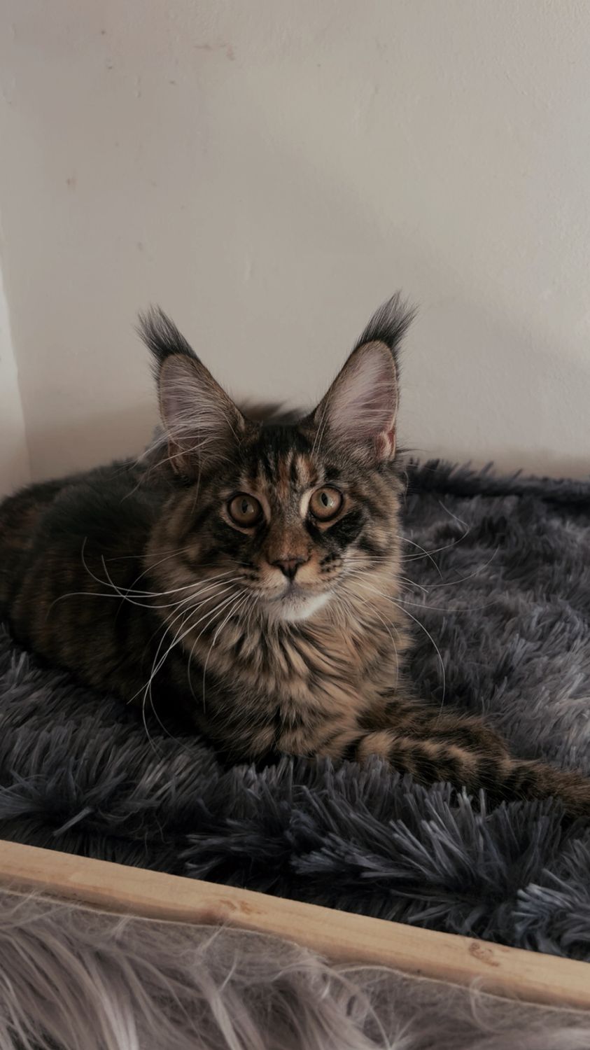 Mainská mývalí kočka – CHS Feline Goddes