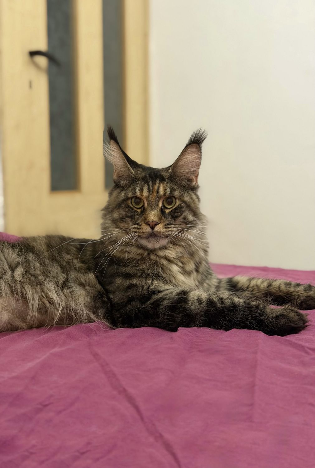 Mainská mývalí kočka – CHS Feline Goddes