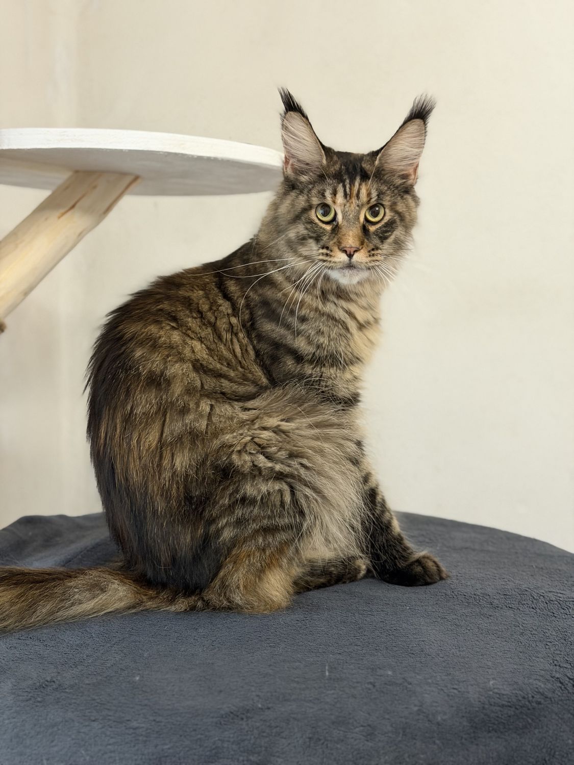 Mainská mývalí kočka – CHS Feline Goddes
