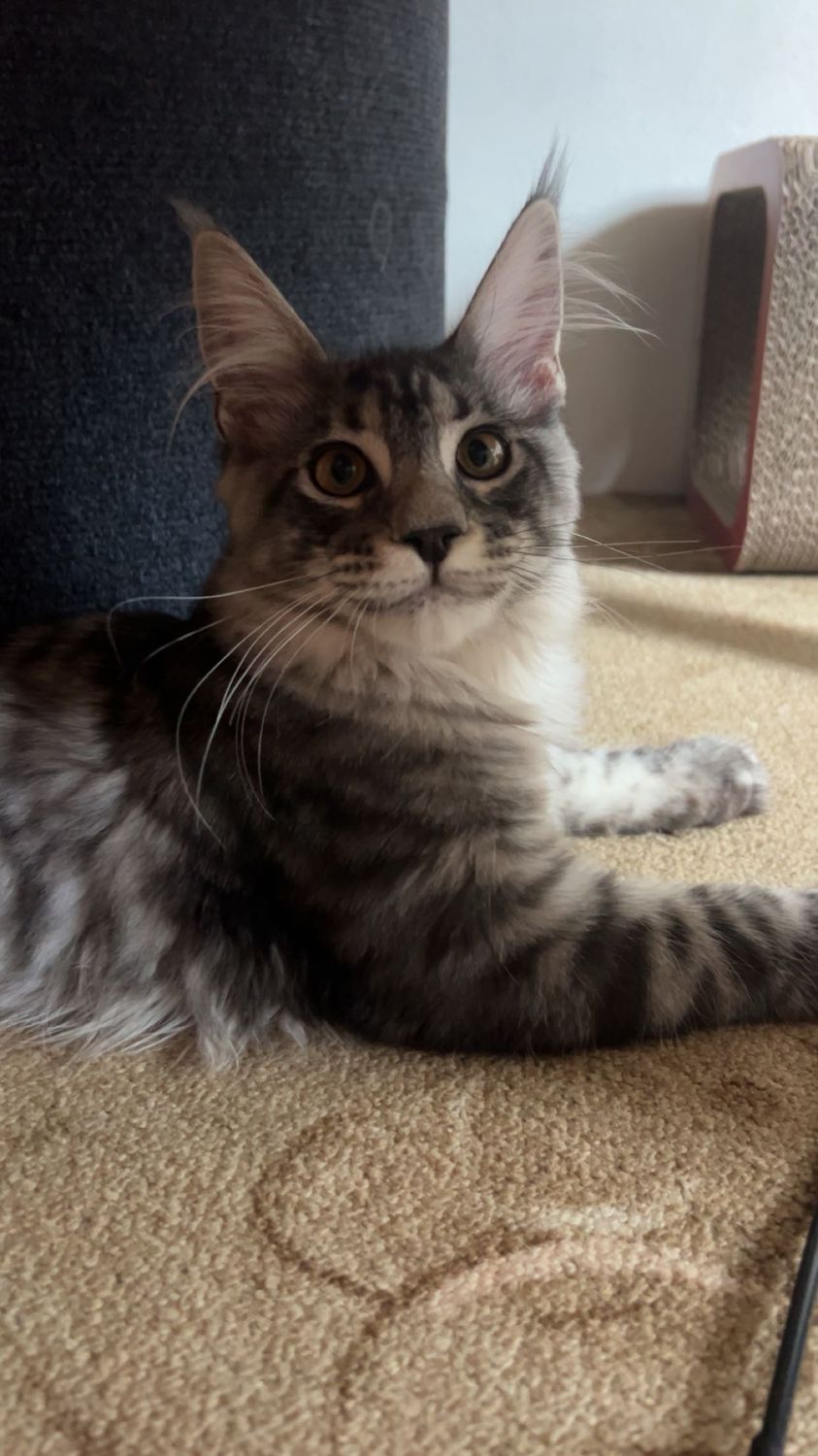 Mainská mývalí kočka – CHS Feline Goddes