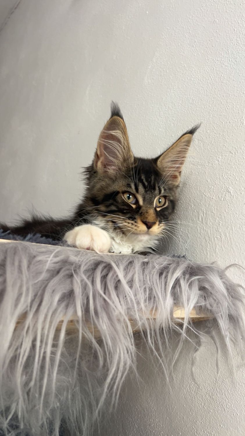 Mainská mývalí kočka – CHS Feline Goddes