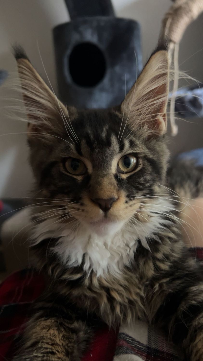Mainská mývalí kočka – CHS Feline Goddes