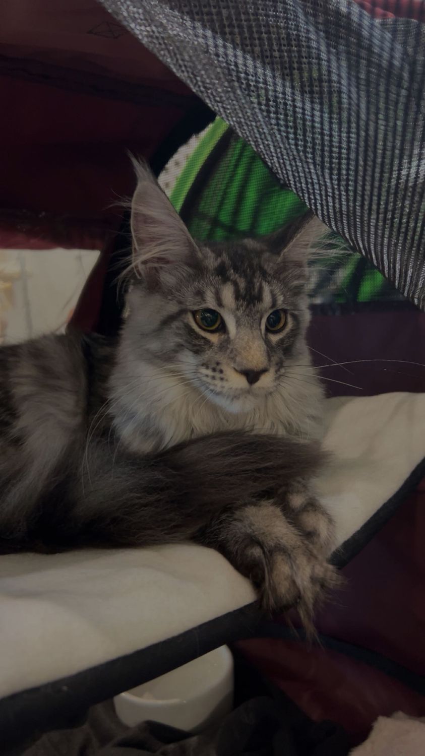 Mainská mývalí kočka – CHS Feline Goddes