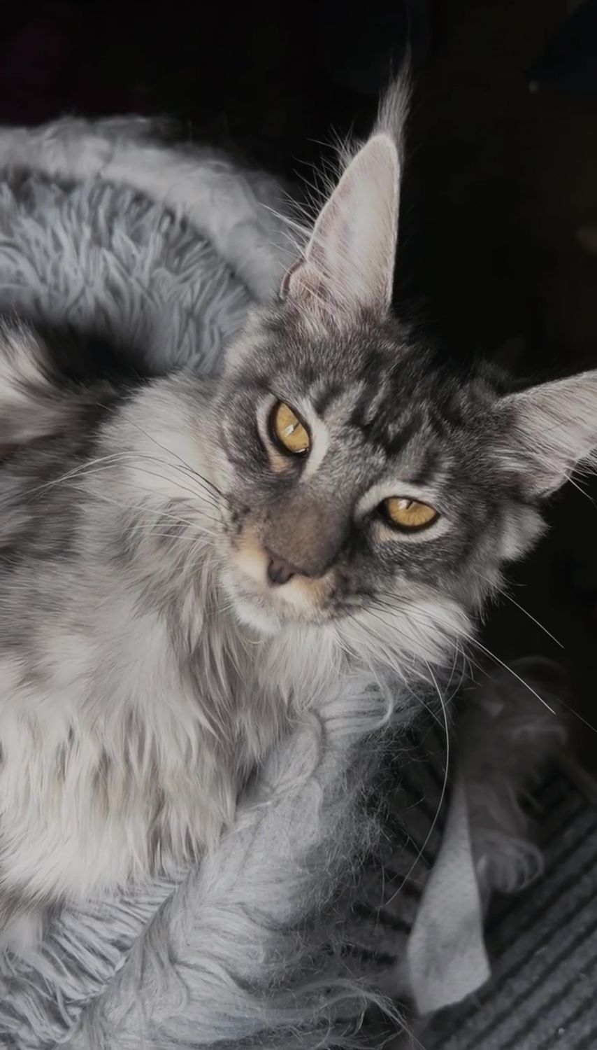Mainská mývalí kočka – CHS Feline Goddes
