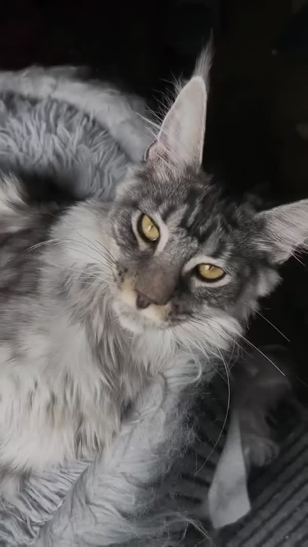 Video – CHS Feline Goddes