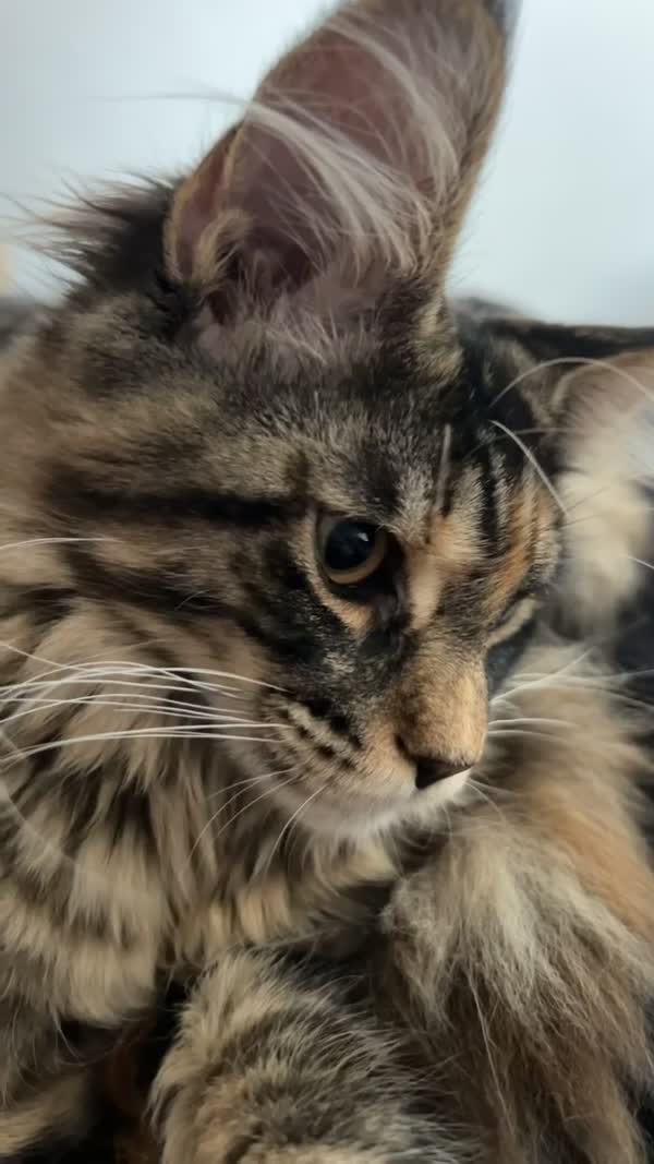 Video – CHS Feline Goddes