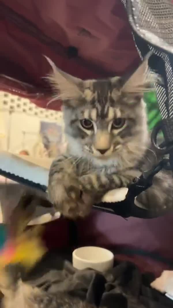 Video – CHS Feline Goddes