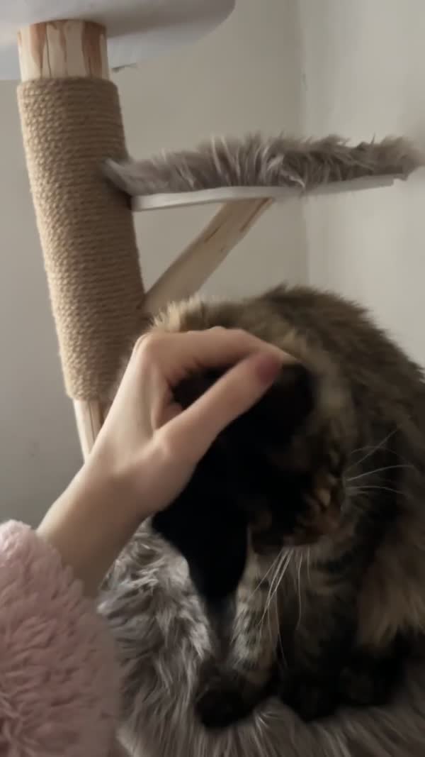 Video – CHS Feline Goddes
