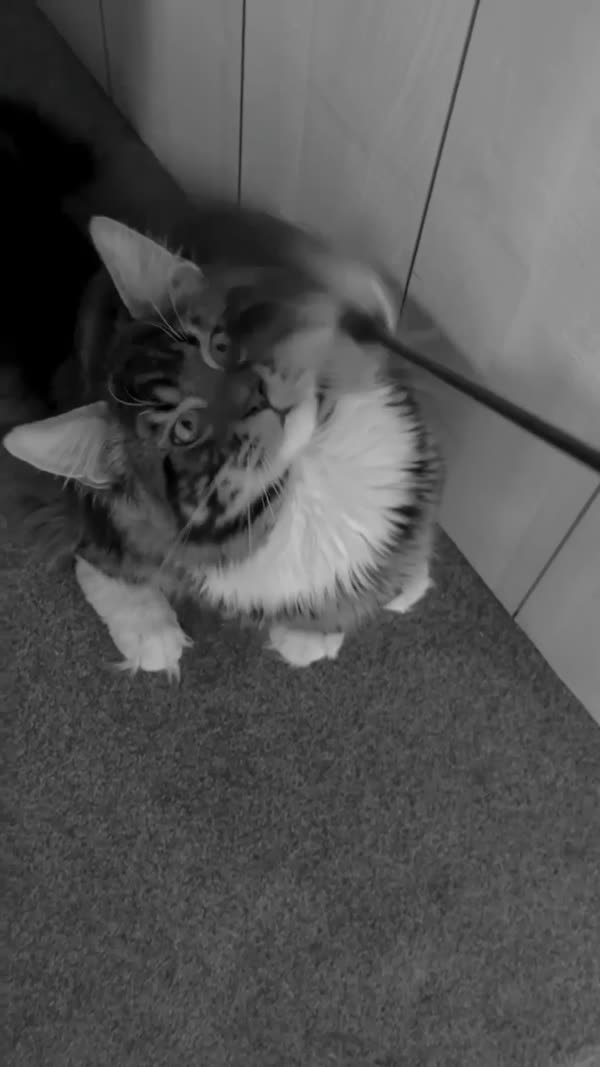Video – CHS Feline Goddes