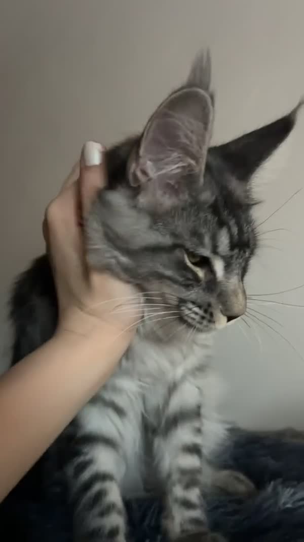 Video – CHS Feline Goddes