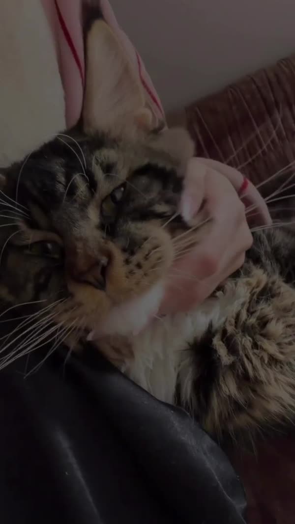 Video – CHS Feline Goddes