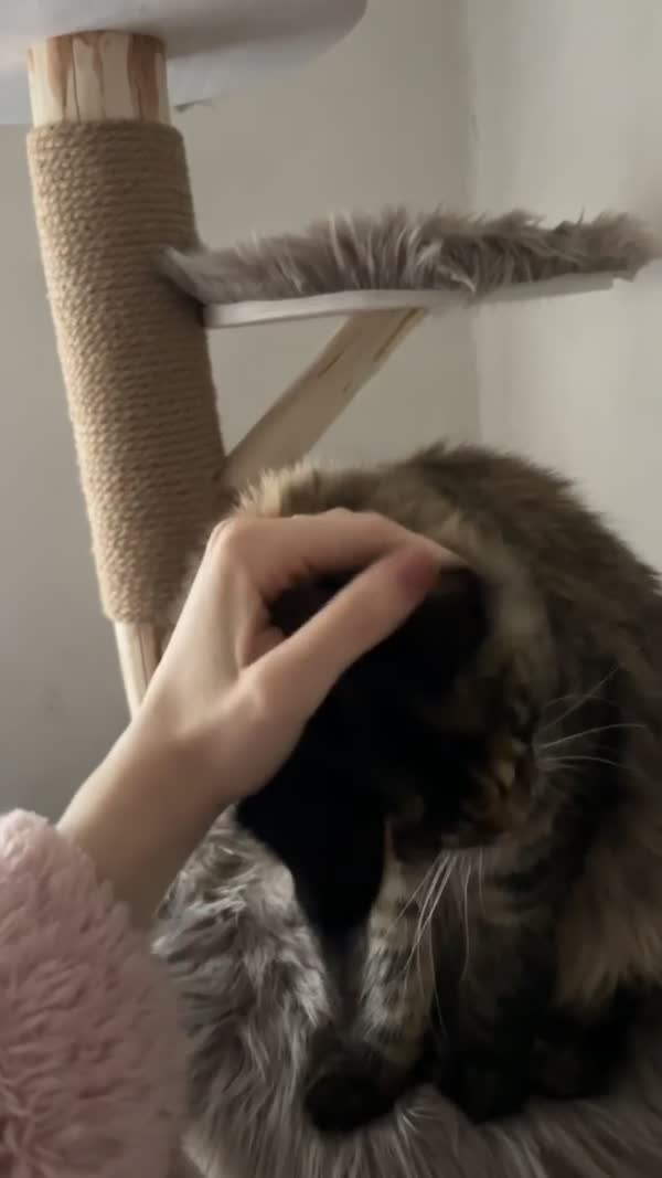 Video – CHS Feline Goddes