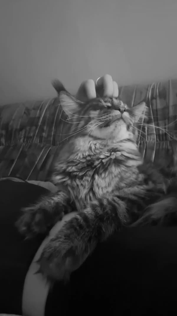 Video – CHS Feline Goddes