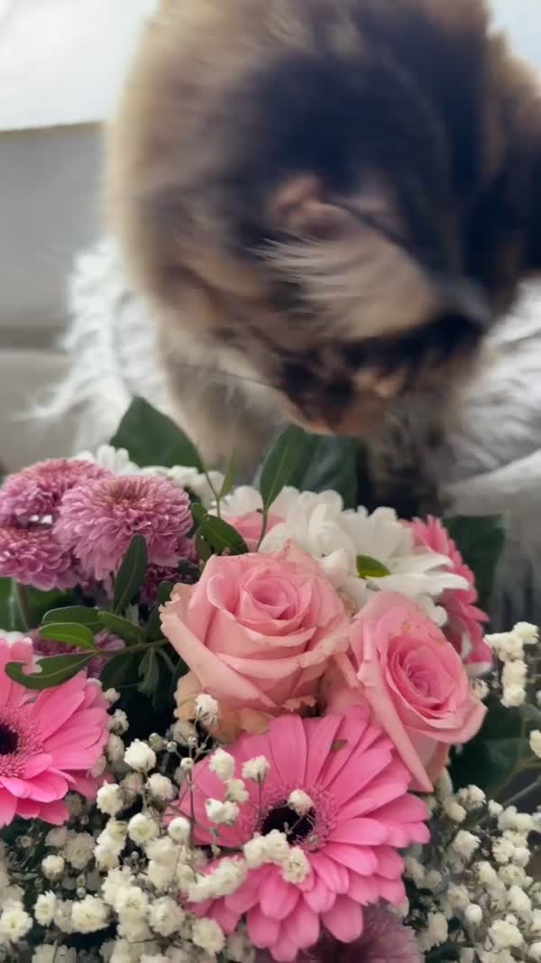 Video – CHS Feline Goddes