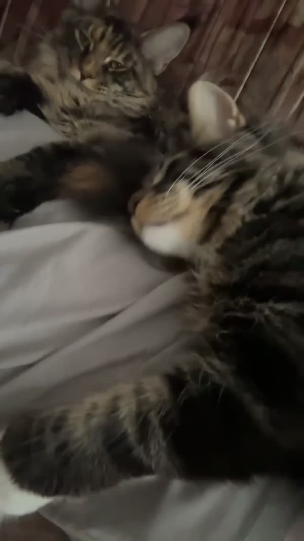 Video – CHS Feline Goddes
