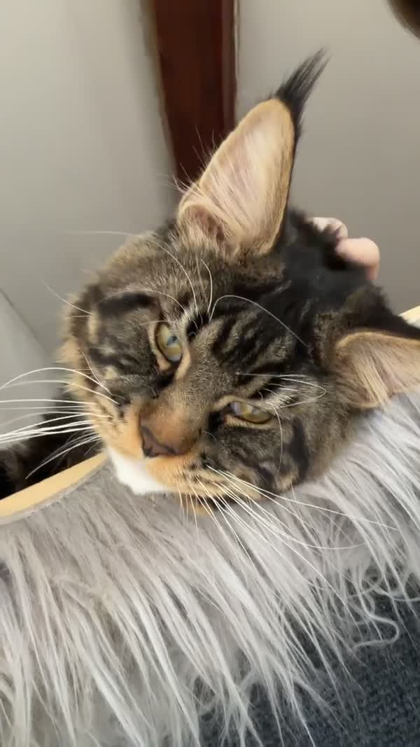 Video – CHS Feline Goddes