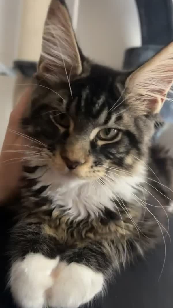 Video – CHS Feline Goddes
