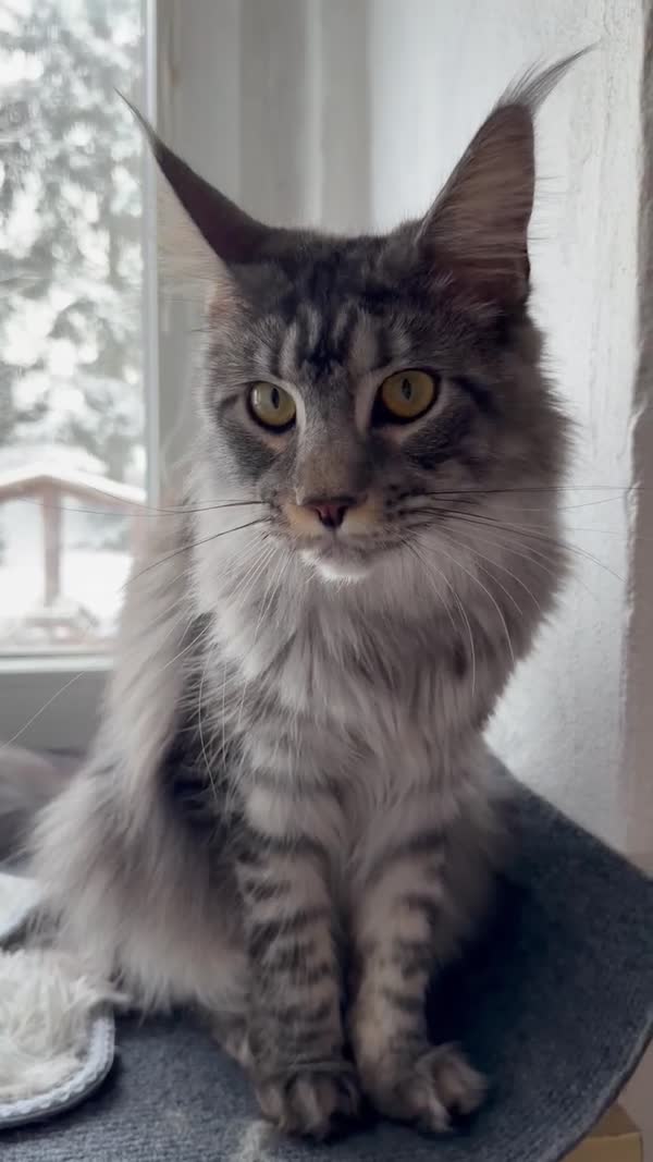 Video – CHS Feline Goddes